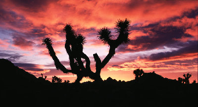 Joshua_Tree_Sunrise.jpg